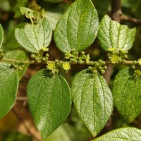 Ziziphus oenopolia (L.) Mill.